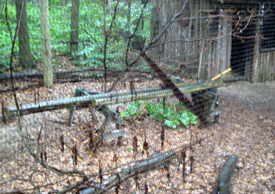 Wild Handsaw