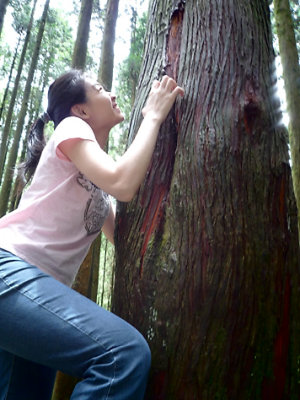 Alishan National Scenic Area 2008