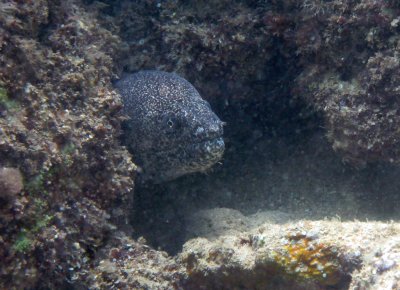 Peppered Moray Eel - Kauai