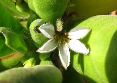 Hawaiin State Flower