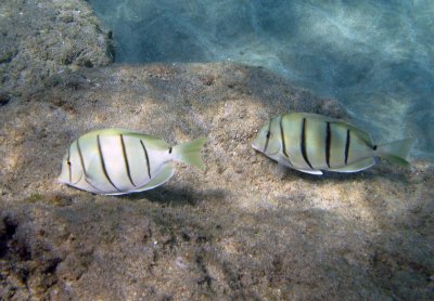 Convict Tang