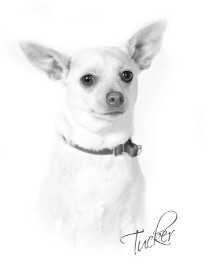 Tucker
