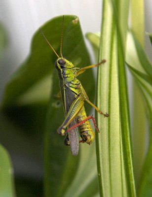 Grasshopper