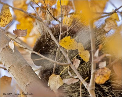Porcupine