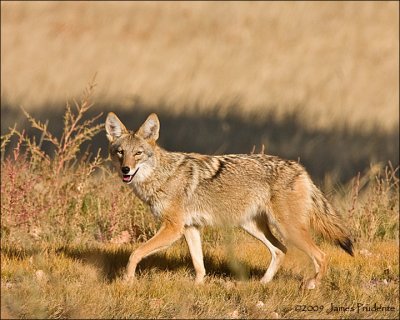 Coyote