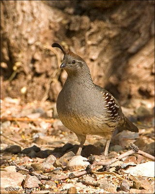 Gambel's Quail