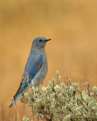 Mountain Bluebird