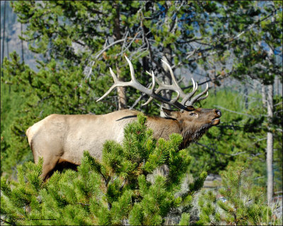 Wapiti