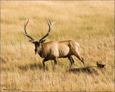 Wapiti