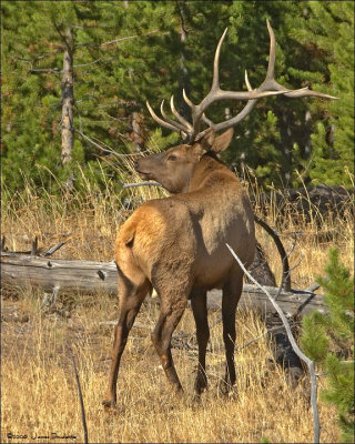 Wapiti