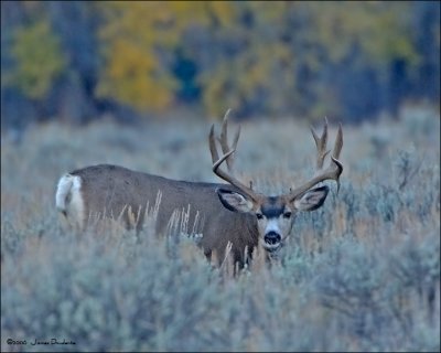 Mule Deer