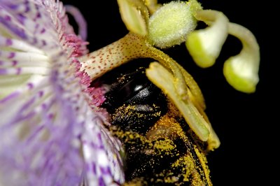 Bee on Passiflora