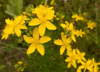 St. John's Wort (Hypericum perforatum)