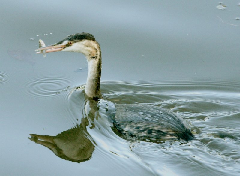 Could be a grebe.