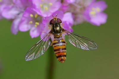 g5/50/564550/3/100293139.wv6z32X9.jpg