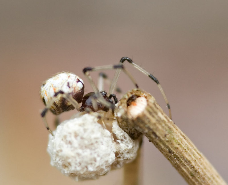 Neottiura sp.