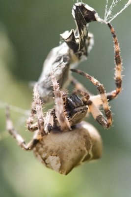 Araneus grossus