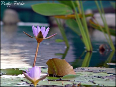 Water Lily 08 (Stand Alone)