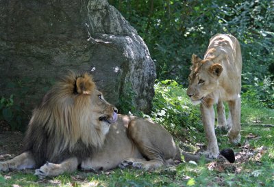 lions