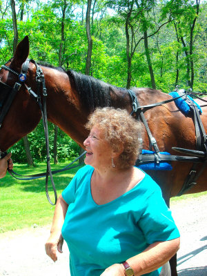 Amish horse