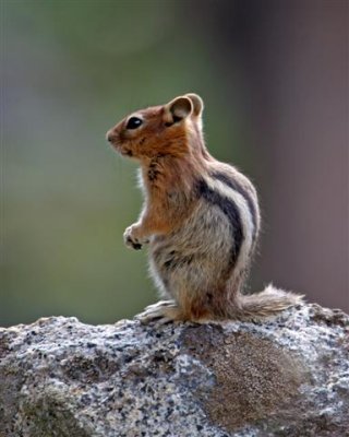 Chipmunk