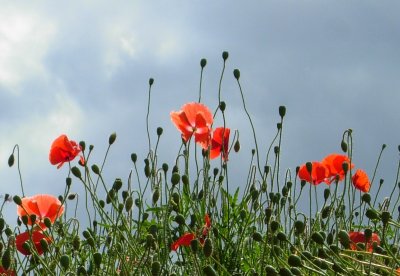 popping poppies