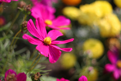 Vivid Pink Flower