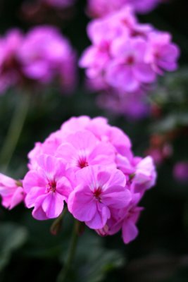 Soft Pink Flower