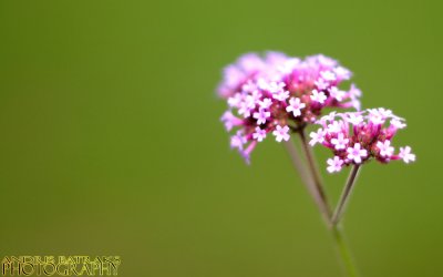 Pink Plant with Green Background