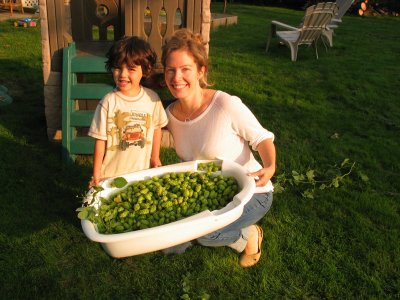 Hops Harvest 2009