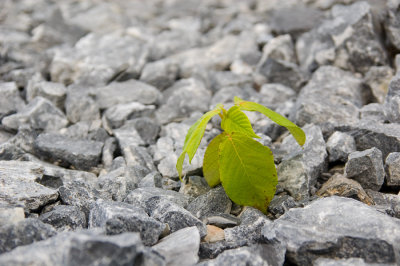 Force de la Nature