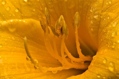 Tout en jaune
