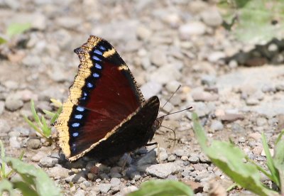 Brown Mourning Cloak