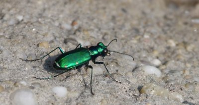  Green bug