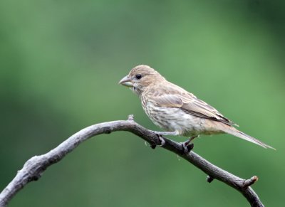  young Bird