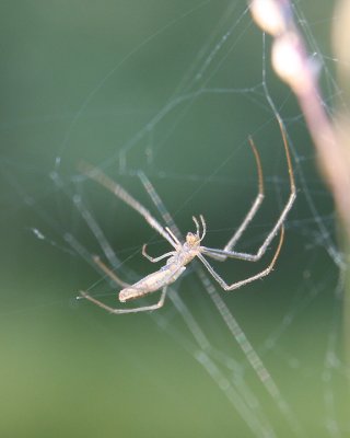 Spider by the pond