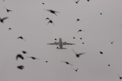 Bird hazard