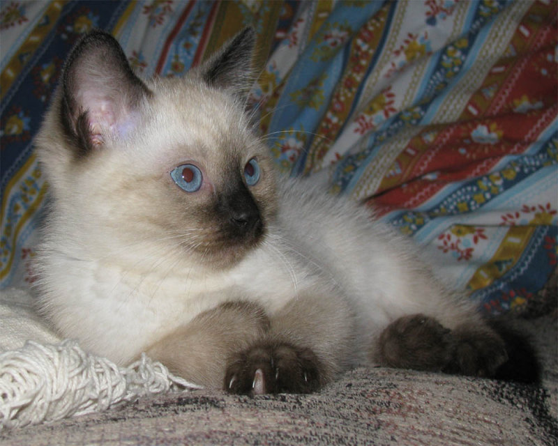 Kitten_5.jpg