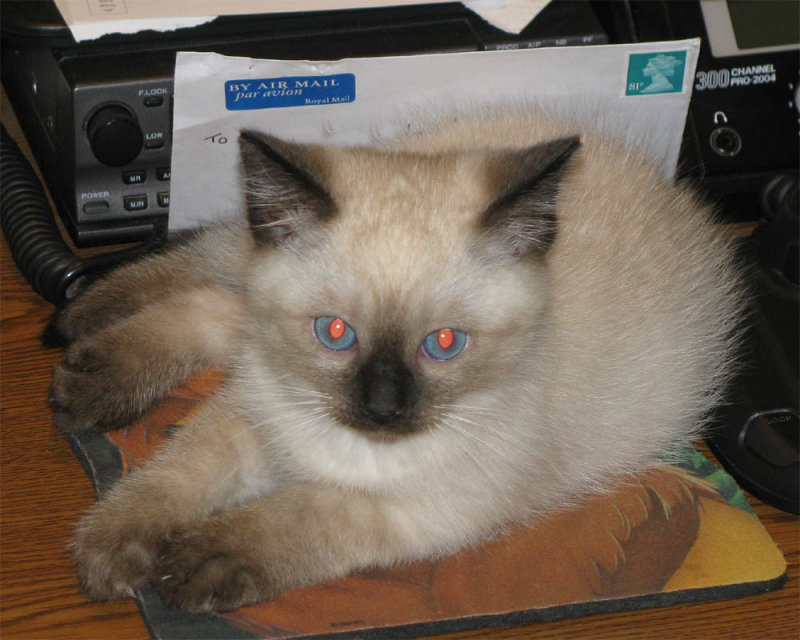 Kitten_8.jpg