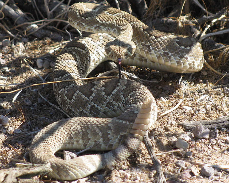 Snake_2.jpg