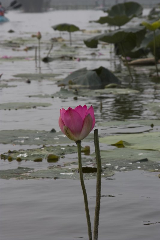 Lotus 2