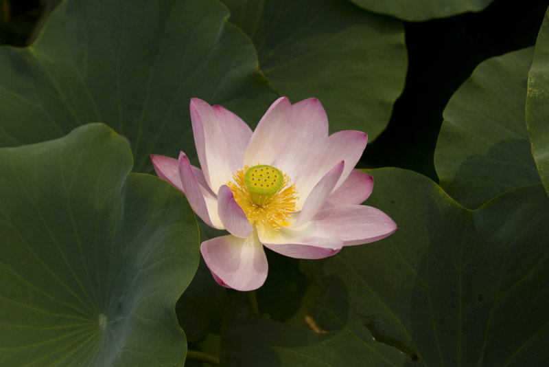 Lotus 3
