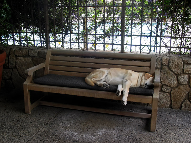 sweet dream