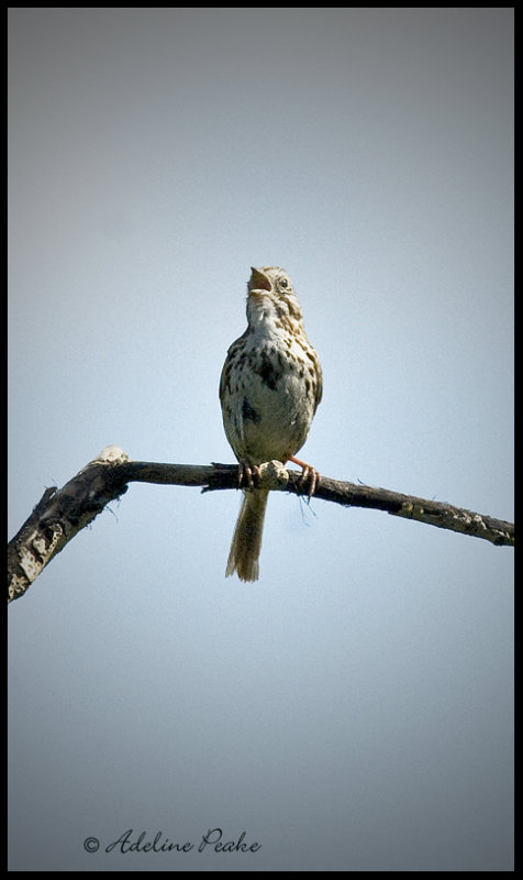 Song Sparrow