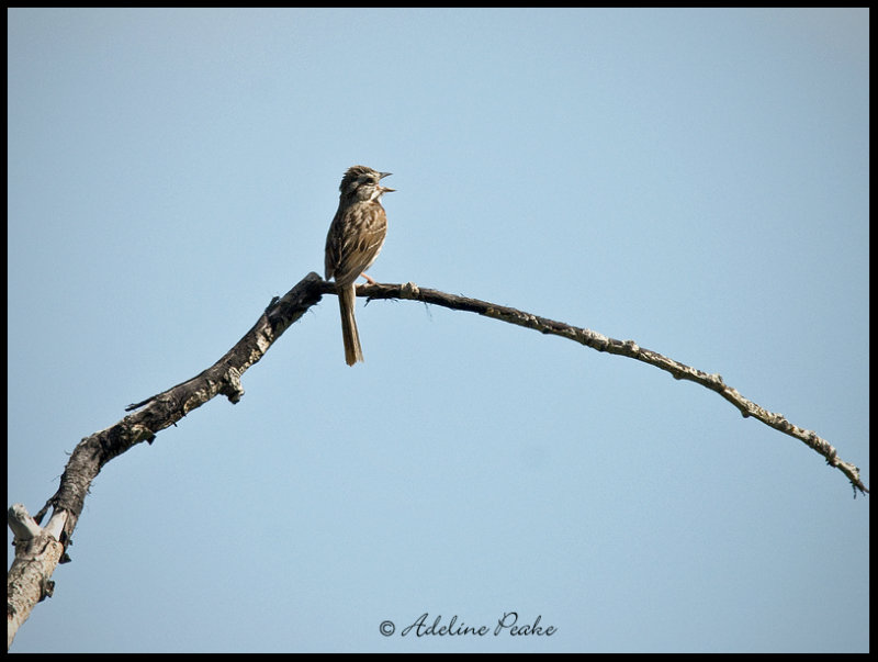 Song Sparrow