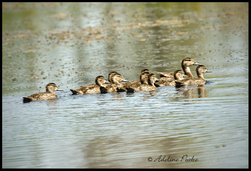 Unidentified Duck Family