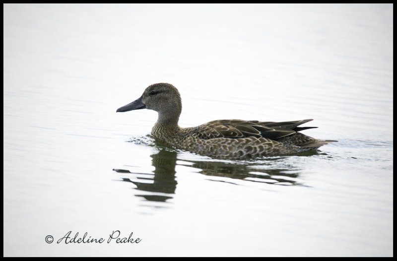 Female Mallard