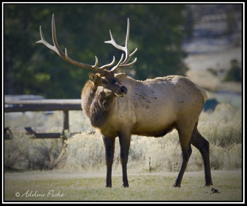 adult male elk adult male elk