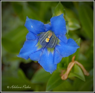 Gentian