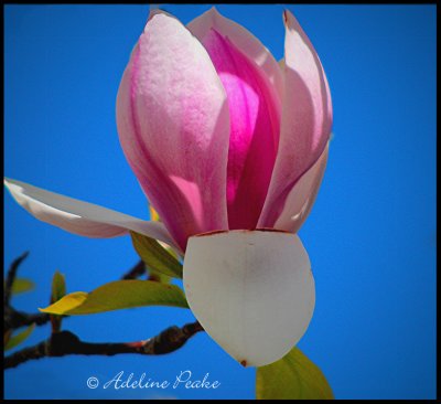 Magnolia